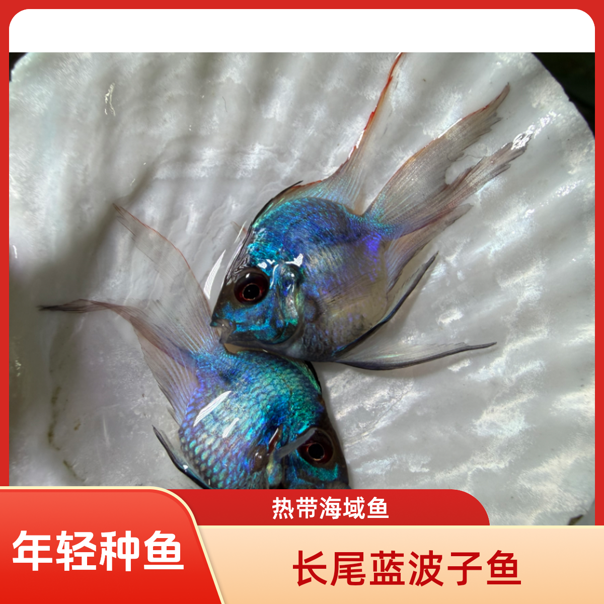 长尾蓝波子热带鱼