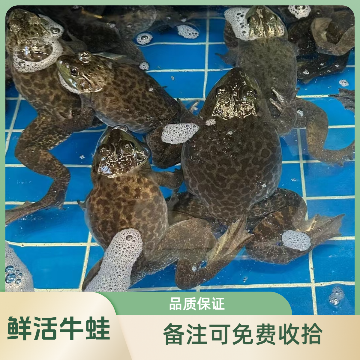 鲜活牛蛙【老笨海鲜】备注可免费收拾