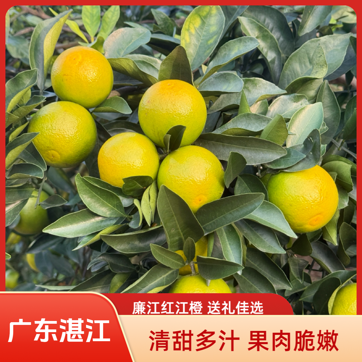 【红江农场】正宗廉江红橙20年老树清甜多汁皮薄木质橙香（精品果）