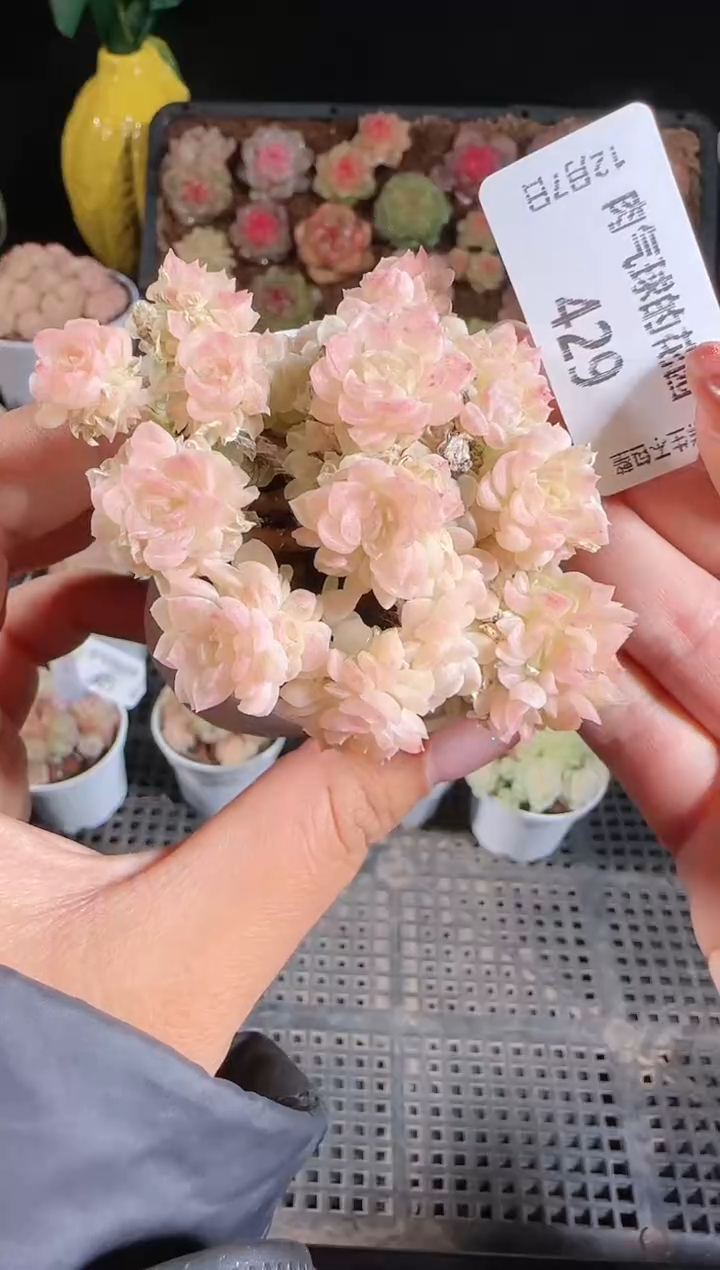 1207-429多肉群生不包整