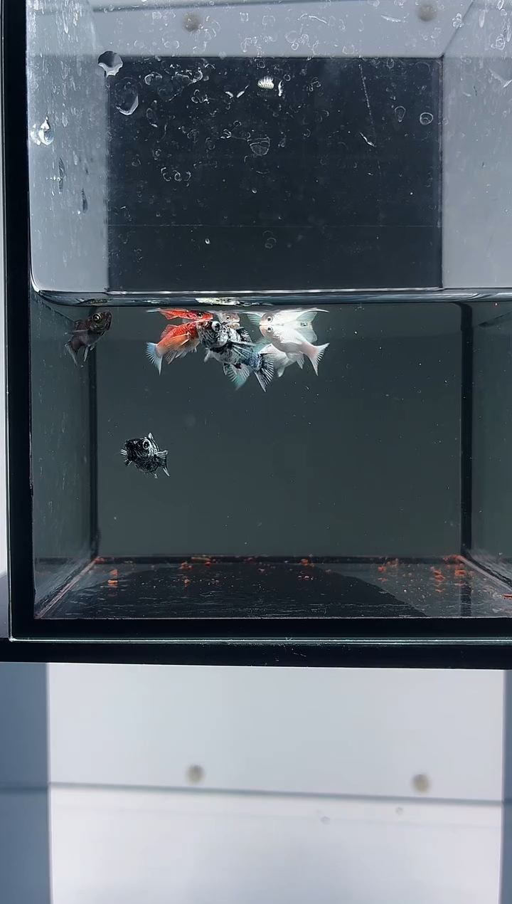 黑玛丽鱼玛丽苗七条-23