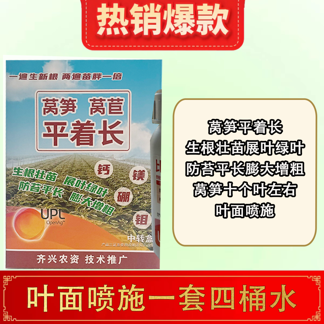 齐兴莴笋平着长防苔平长膨大增粗展叶绿叶