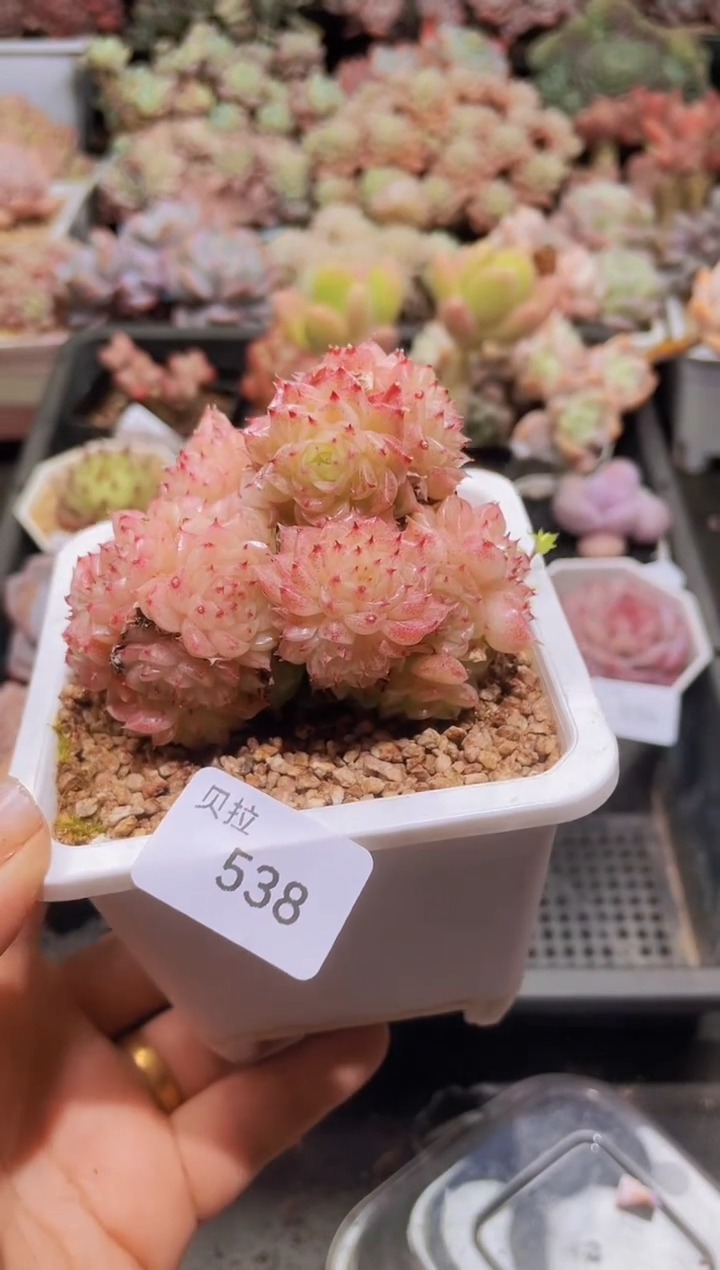 【闪购商品】538麦秆群不包整