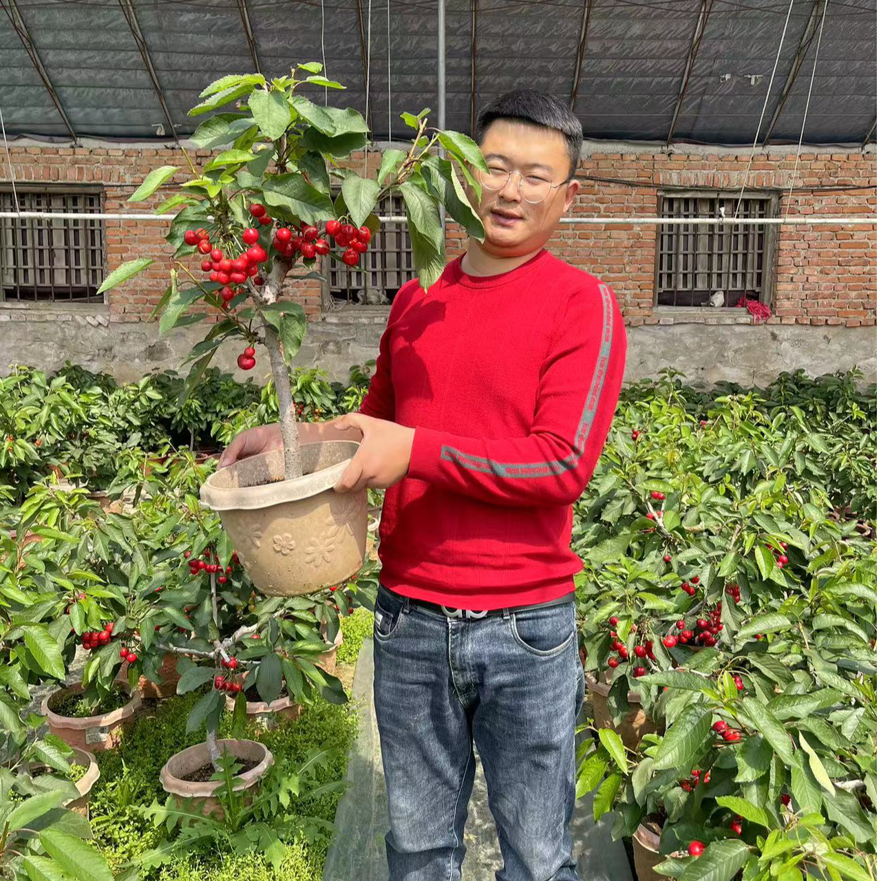 D黑珍珠樱花园植物盆栽