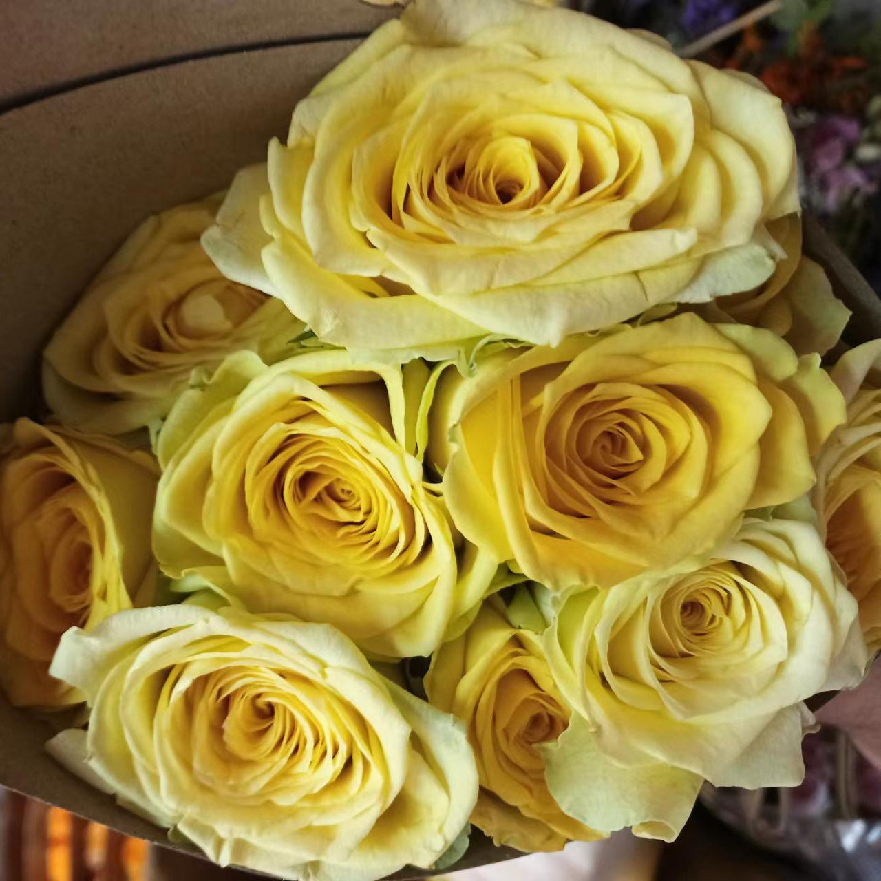 C级月光女神玫瑰10支    云南基地鲜花直发  家养水养