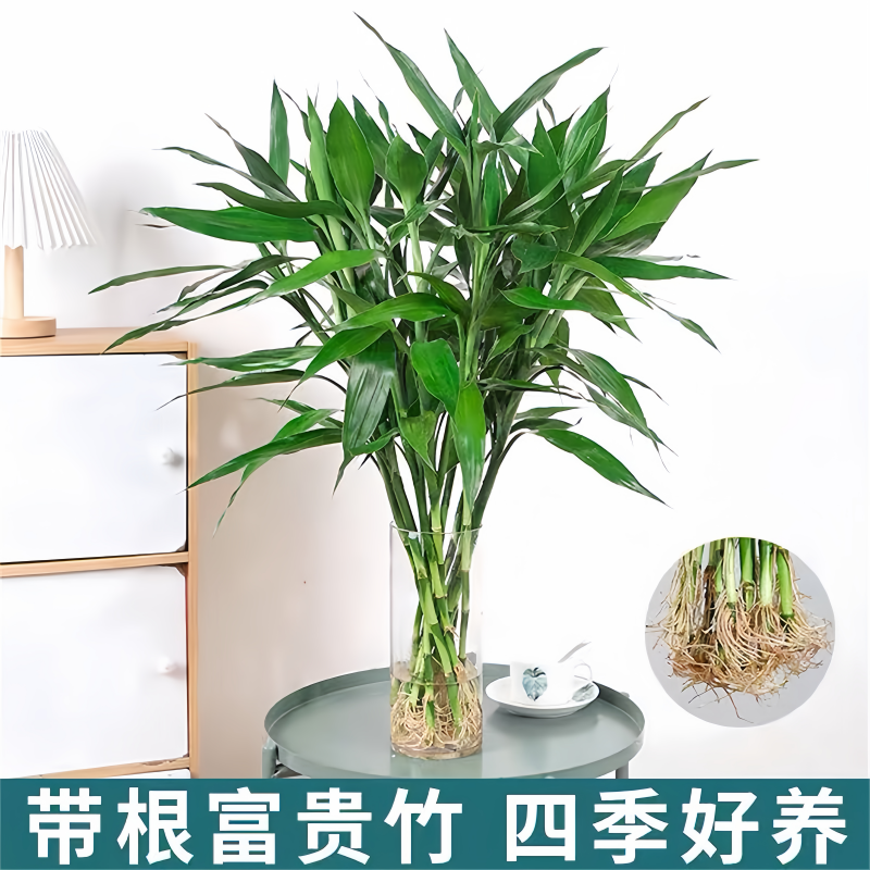 【带根更好养】富贵竹水培植物水养已生根好养绿植