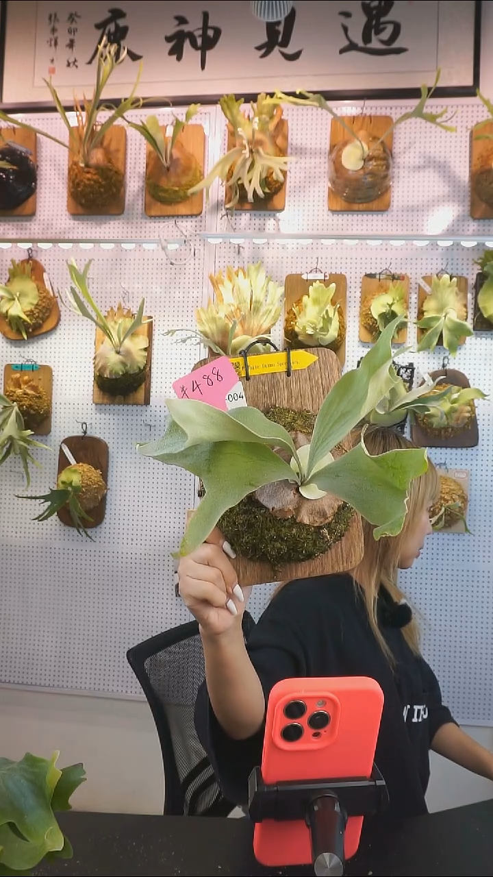 无花朵白色小玩意 特价
