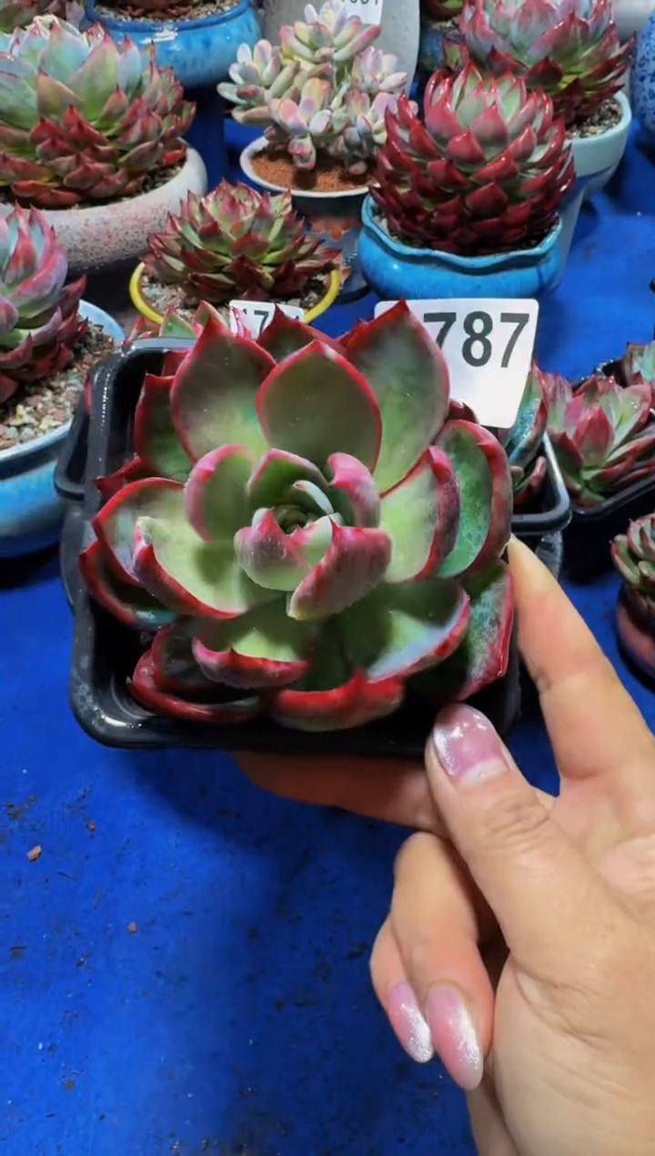 【闪购商品】1787惊鸿仙子（裸根发货）