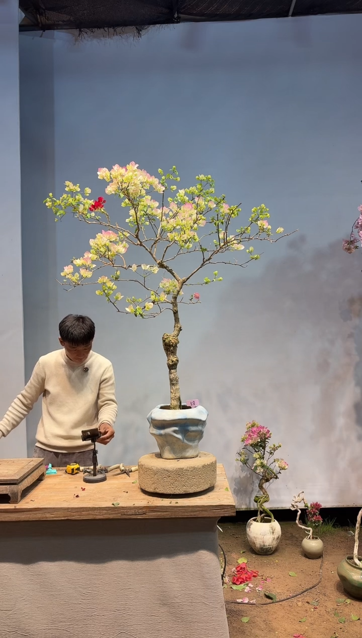 以实际为准文三角梅58