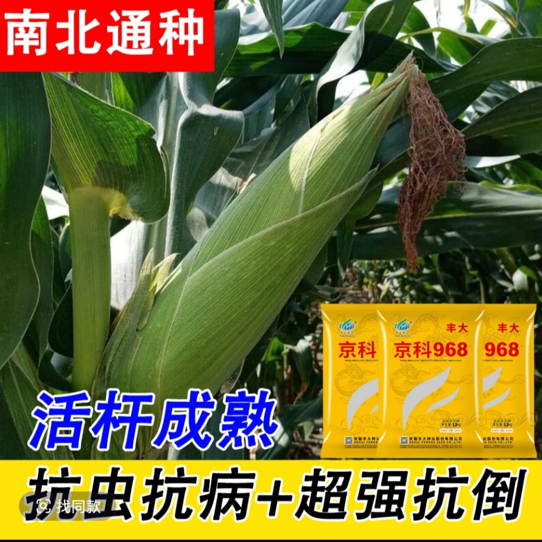 四国审丰大京科968 【耐高温一粒不少】抗旱能力强  真正抗病超高产商品图