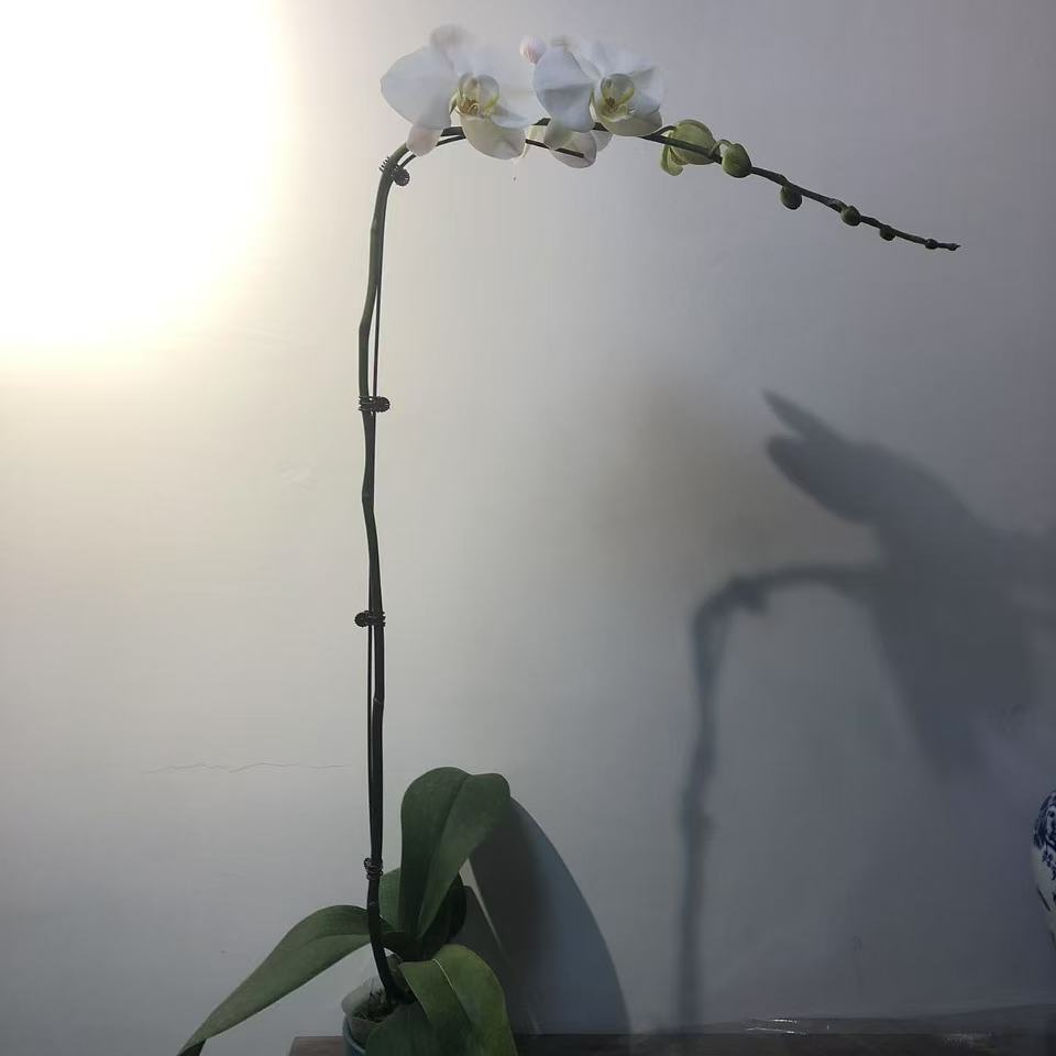 大白V3白色蝴蝶兰年宵花