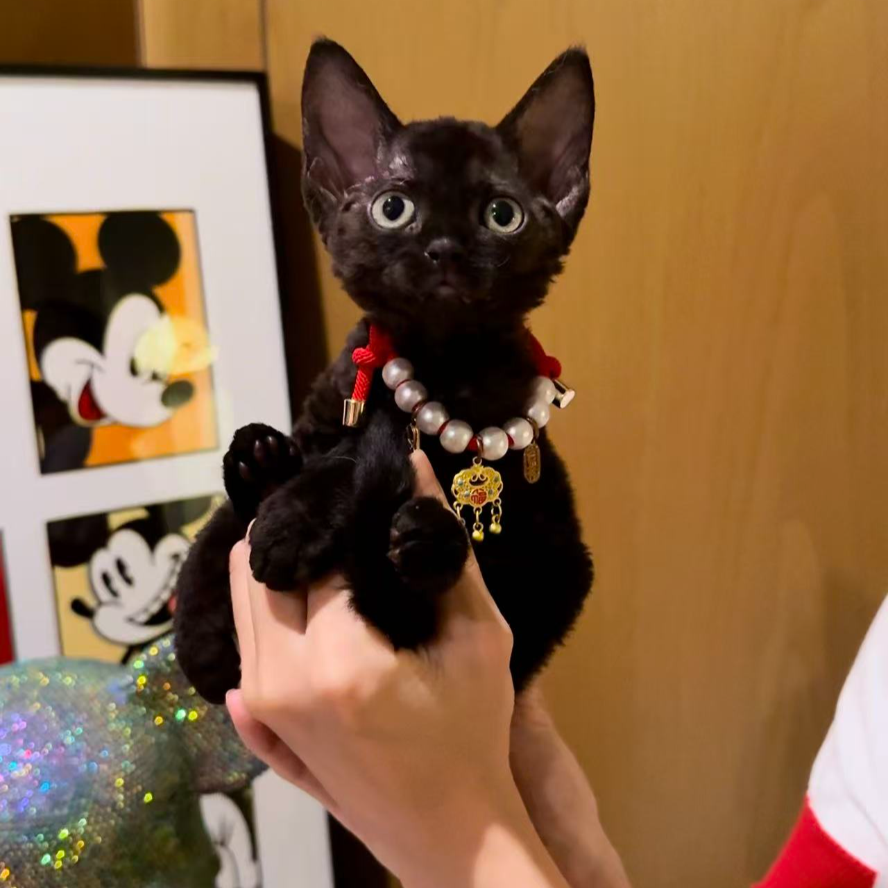 纯黑德文卷毛猫妹妹活体保健康
