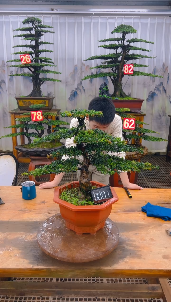 无花朵精品盆景直播间一物一拍
