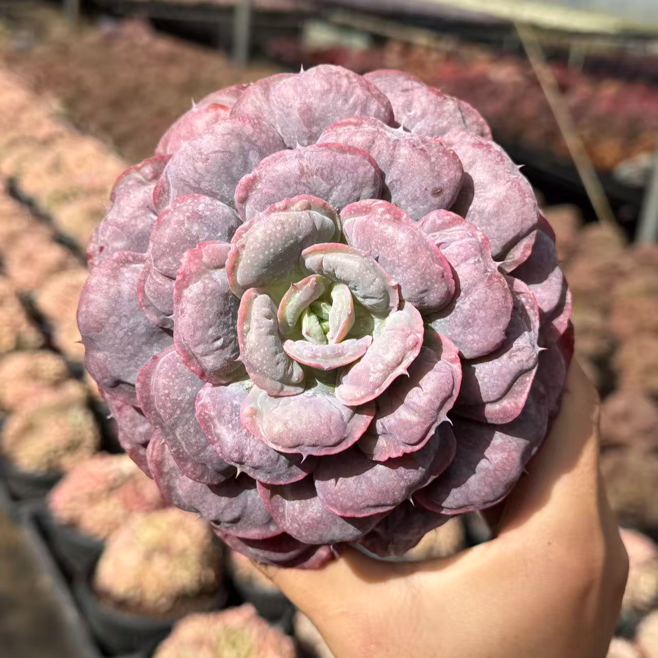 10#霸王龙多肉植物  前男友精品多肉 SML35