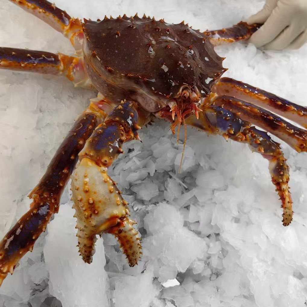【压冰发货】一口气帝王蟹 压冰发货 直播现称为准 默认缺水5%
