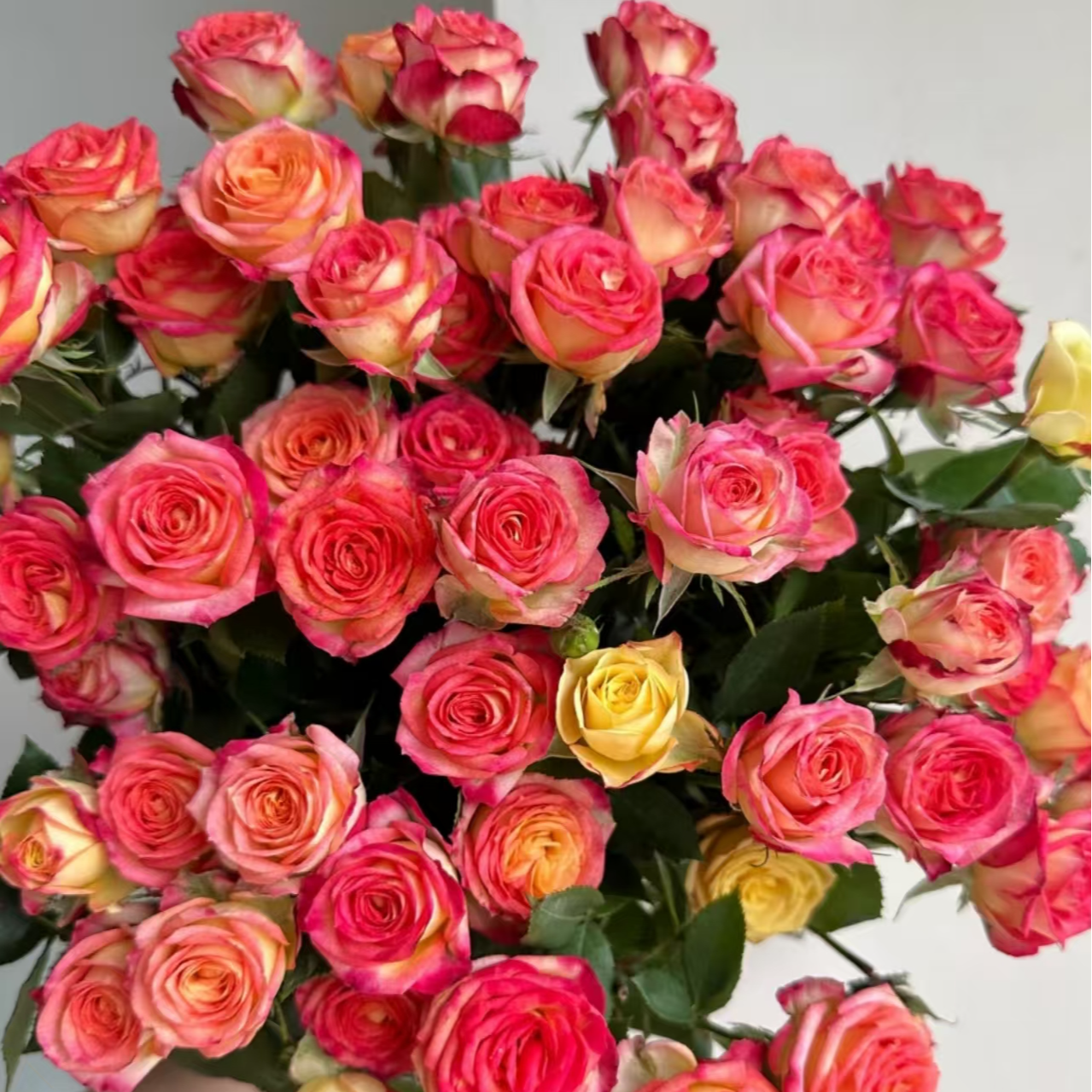 【沉沉专属】10枝 爱丽丝多头玫瑰  云南鲜切花