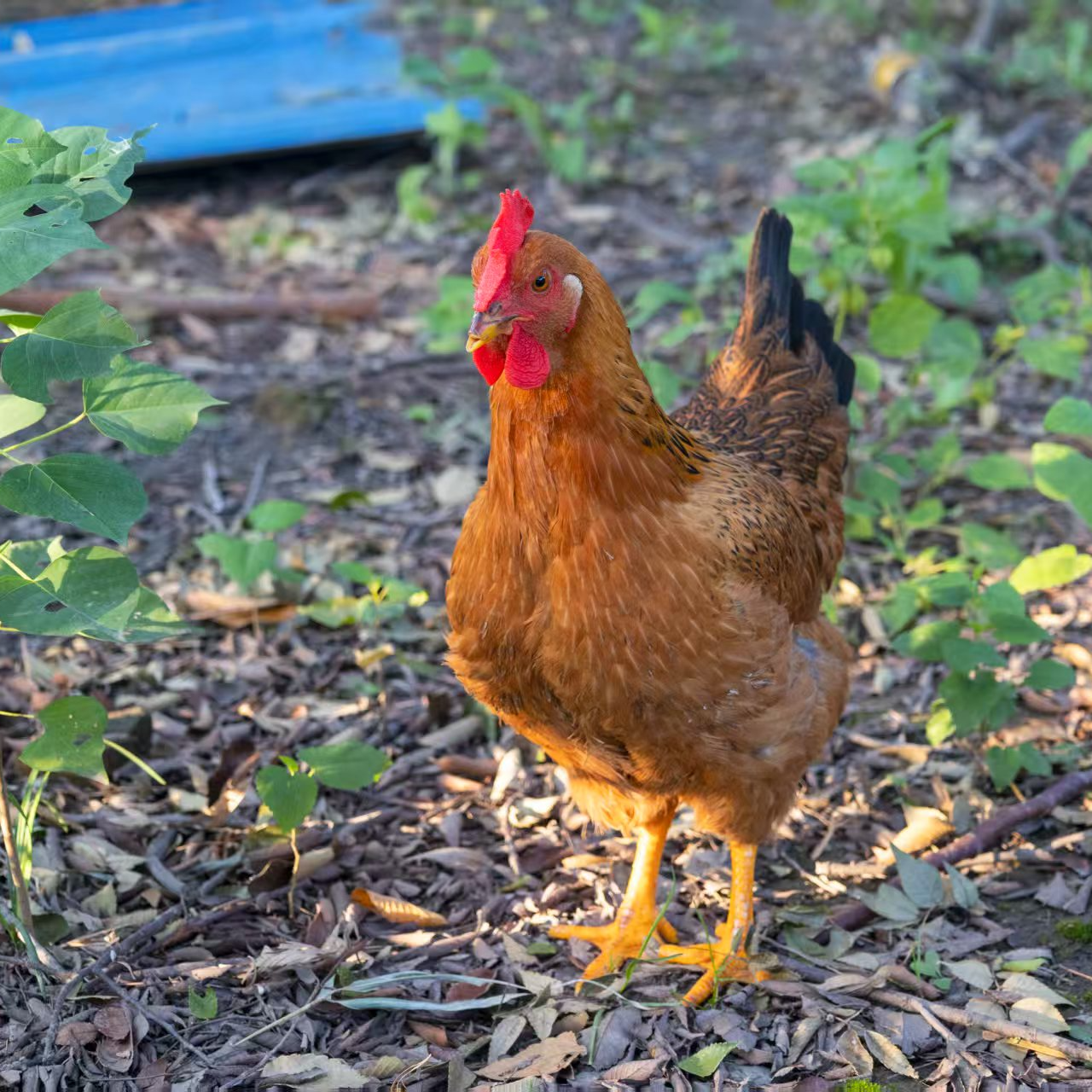 崇明本地散养清远鸡