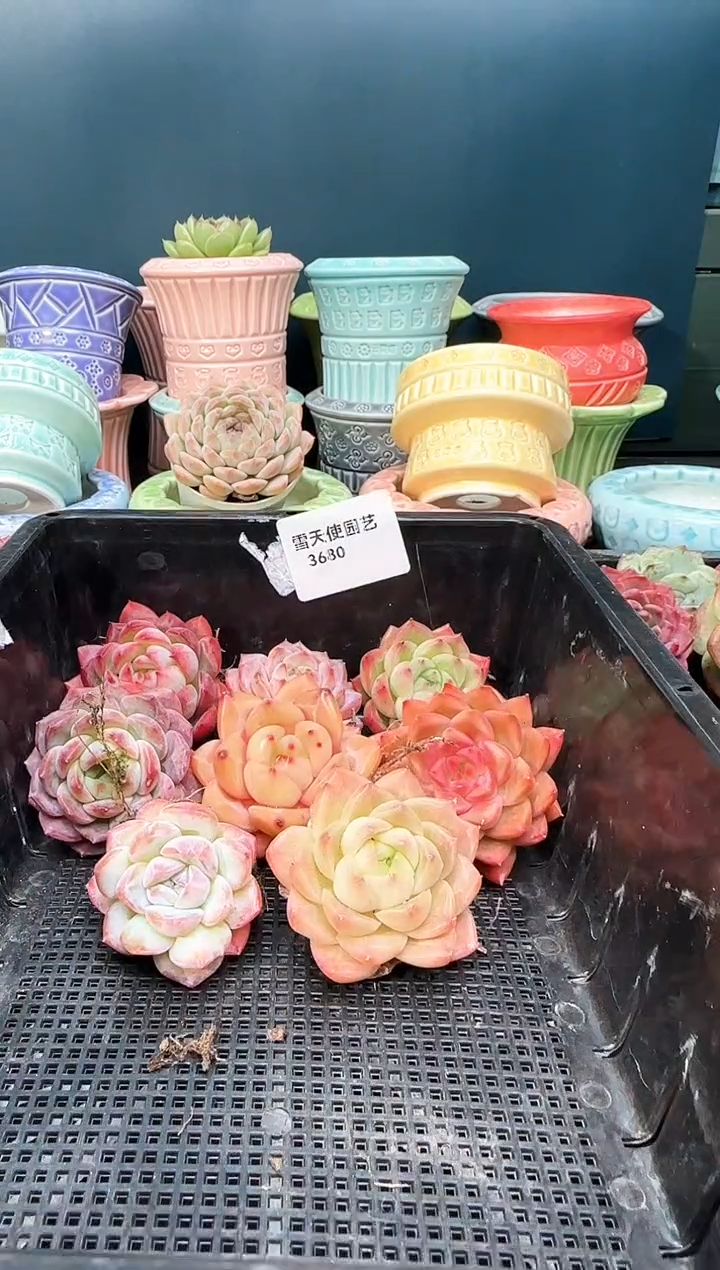 3  680  多肉  8 颗