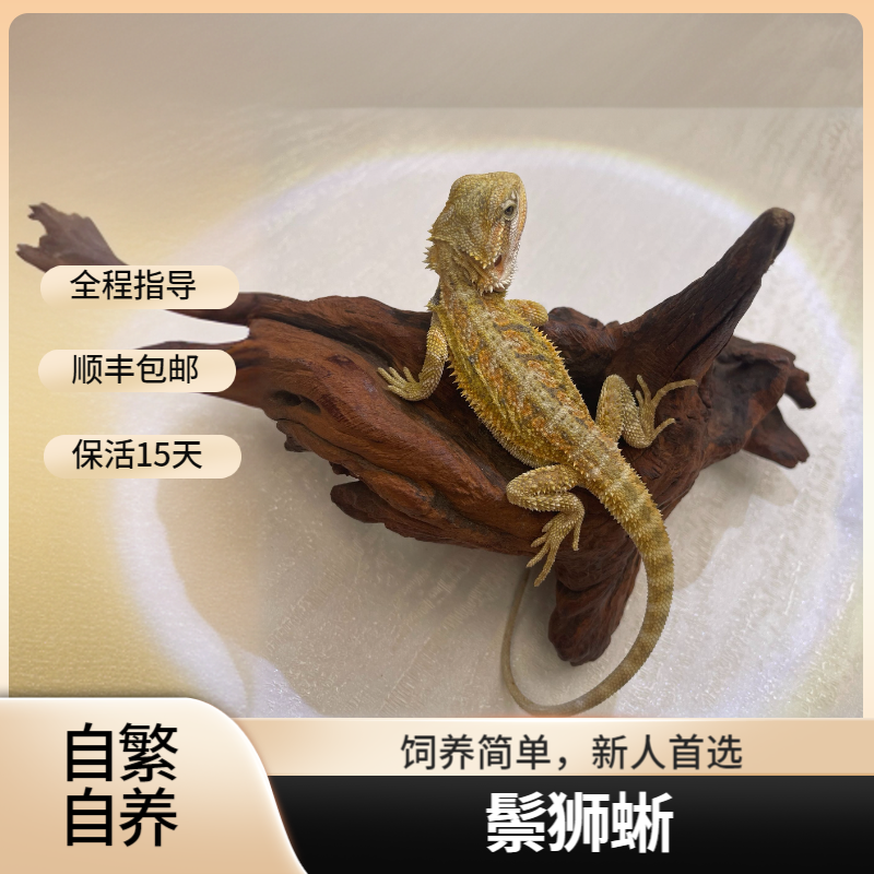 【奇宠部落】鬃狮蜥爬宠宠物鬃狮蜥人工繁育活体中部鬃狮蜥爬宠宠物