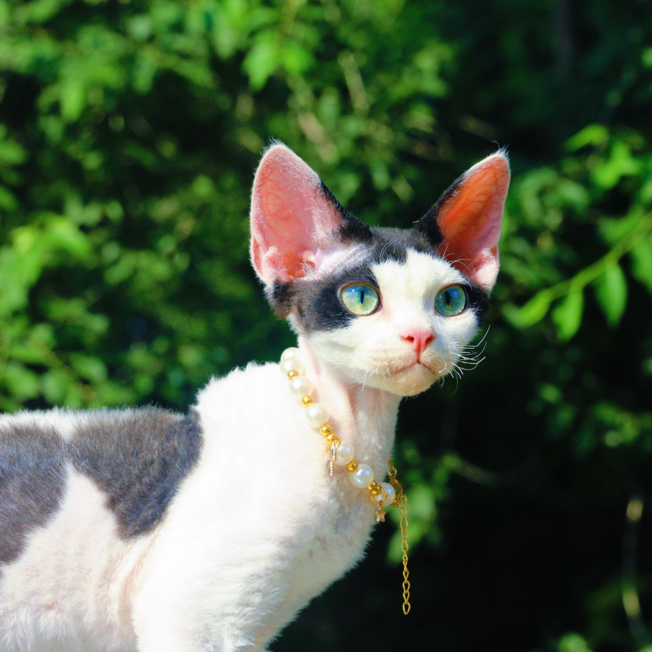 （王大白家）T德文猫咪活体