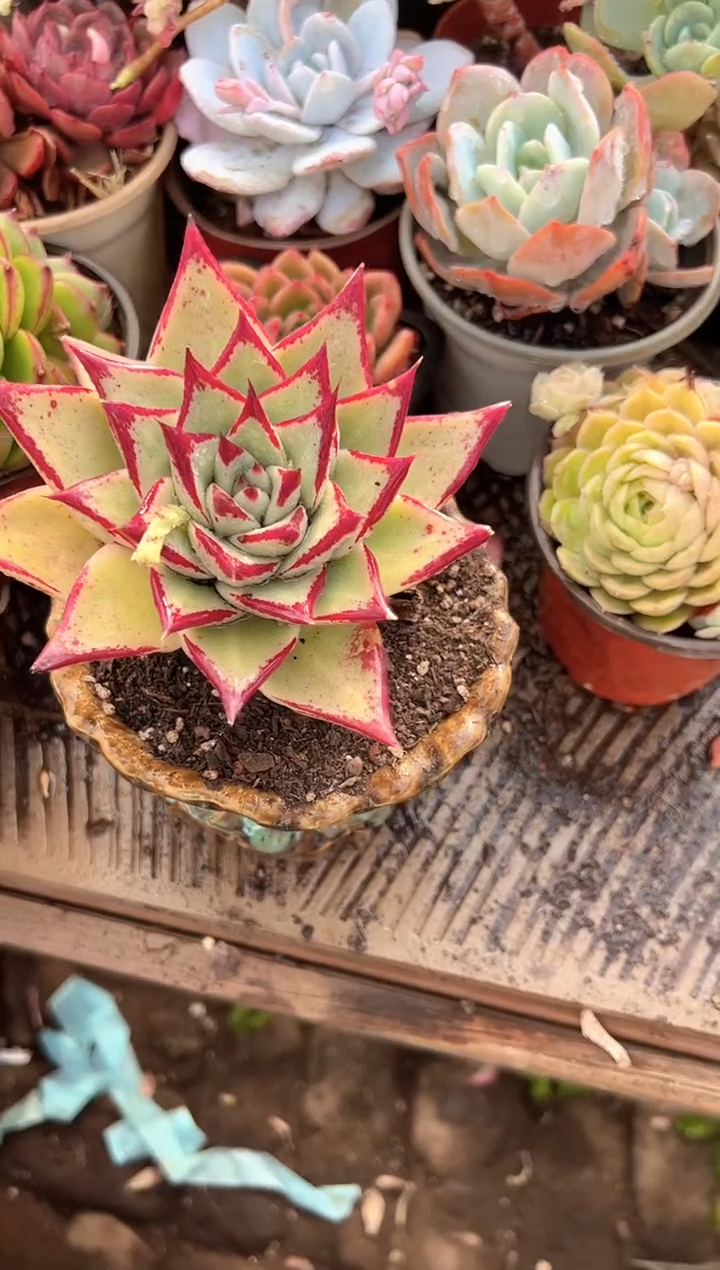 A****e多肉植物一物一拍28356