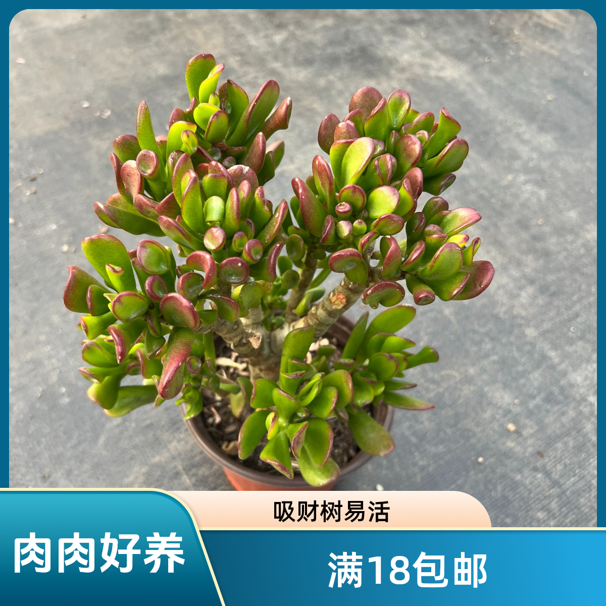 （满18包邮）吸财树   以直播间展示为准 新手好养