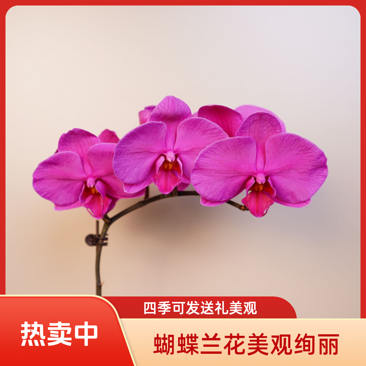 朝暮里蝴蝶兰（代号1166）全花开花珠发货