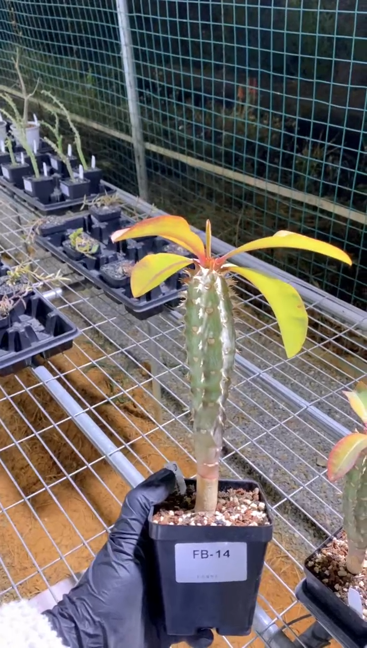 【闪购商品】喷火龙FB-14