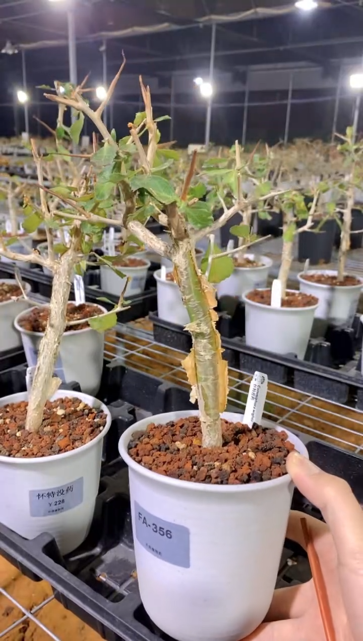 【闪购商品】怀特没药FA-356