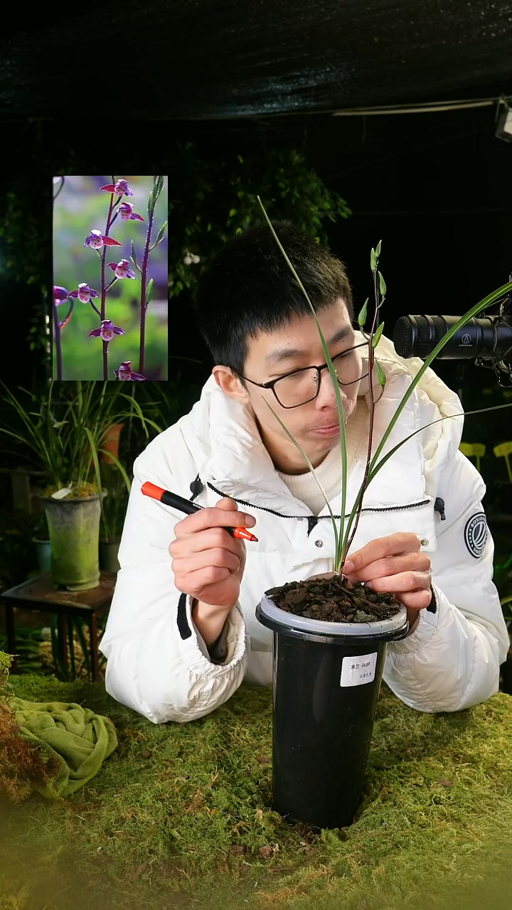 全部花苞3****刀细叶寒兰端研（前垄单苗带花苞）