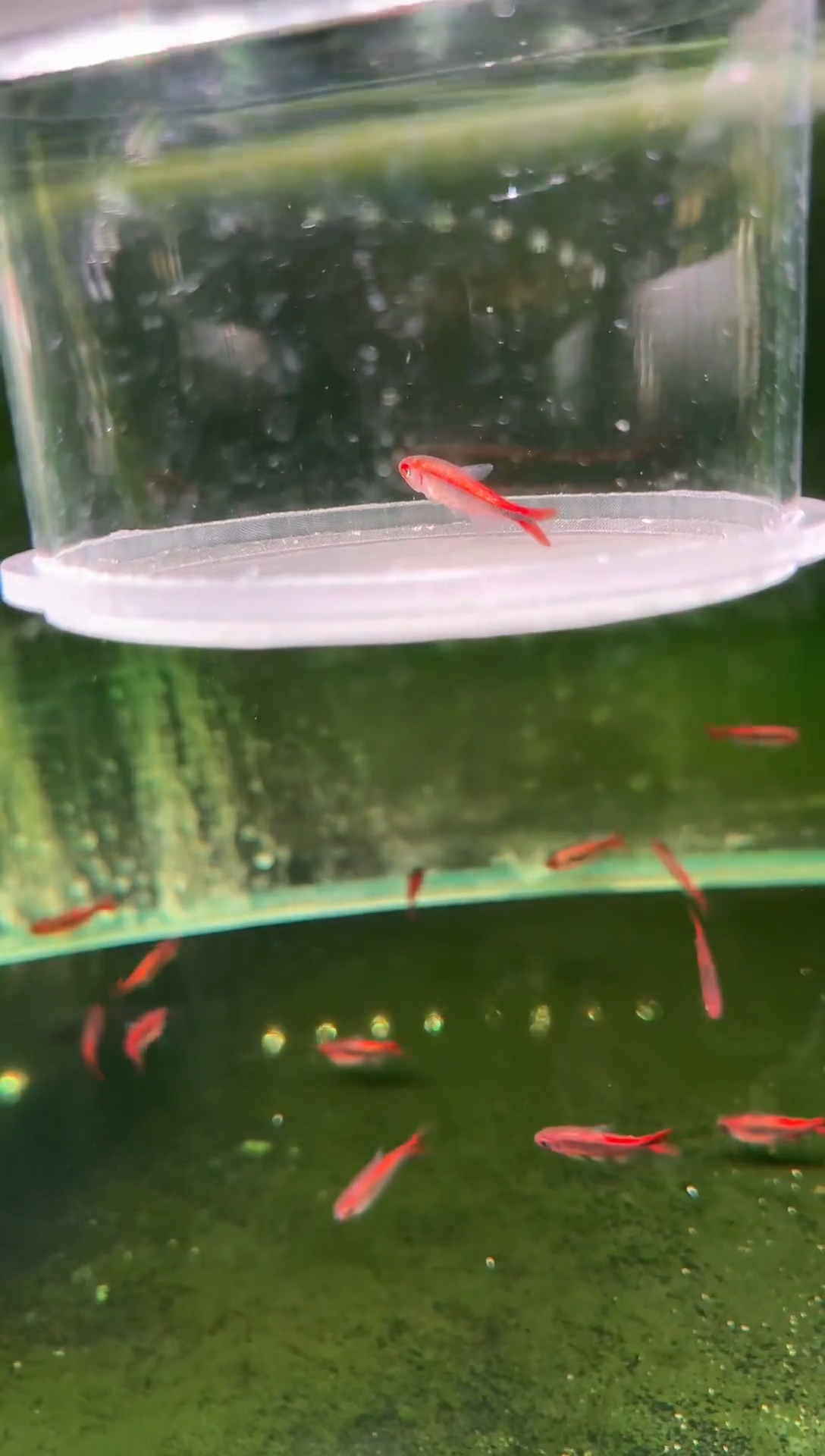 灯科鱼内金红HY*1（有黑点）