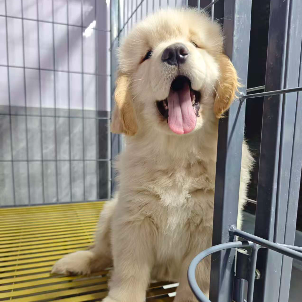 安府犬舍金毛幼犬