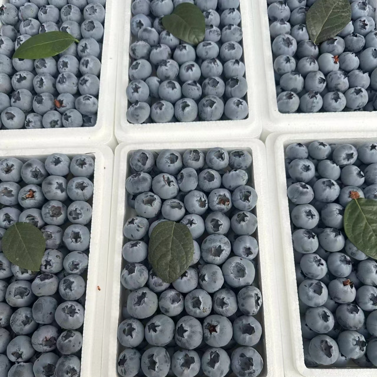 【吉林市同城配送】蓝莓一盒500克（18mm-21mm）云南省