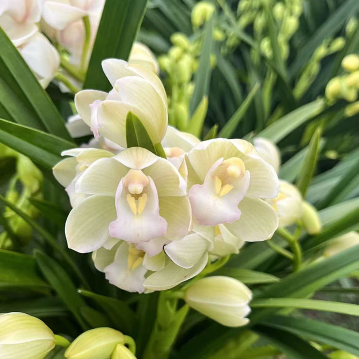 大花蕙兰【白玉香兰】3-5花起带花苞兰花苗名贵精品花卉四季常青