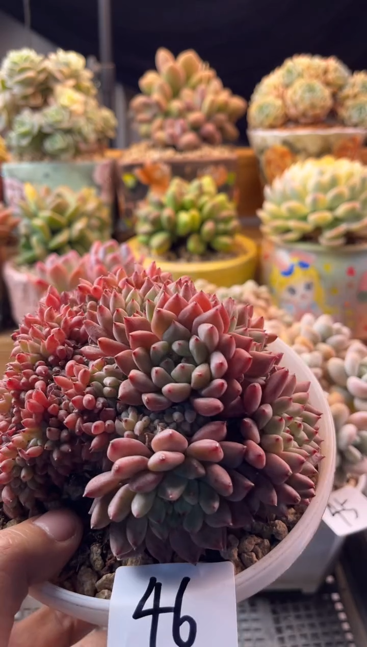 46松果1111111111111111111