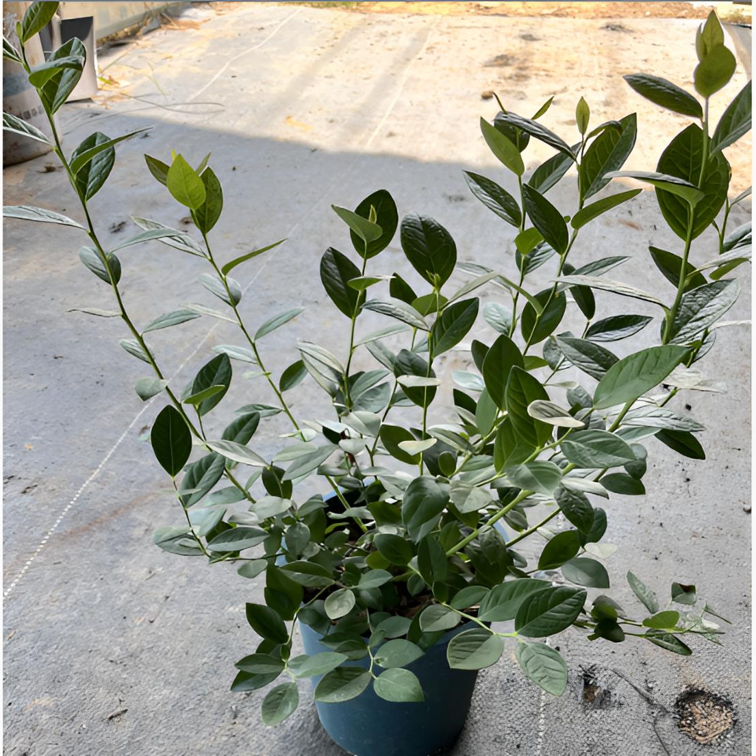 L29纯组培   蓝莓盆栽，南方北方均可种植，原盆原土发货，包对版