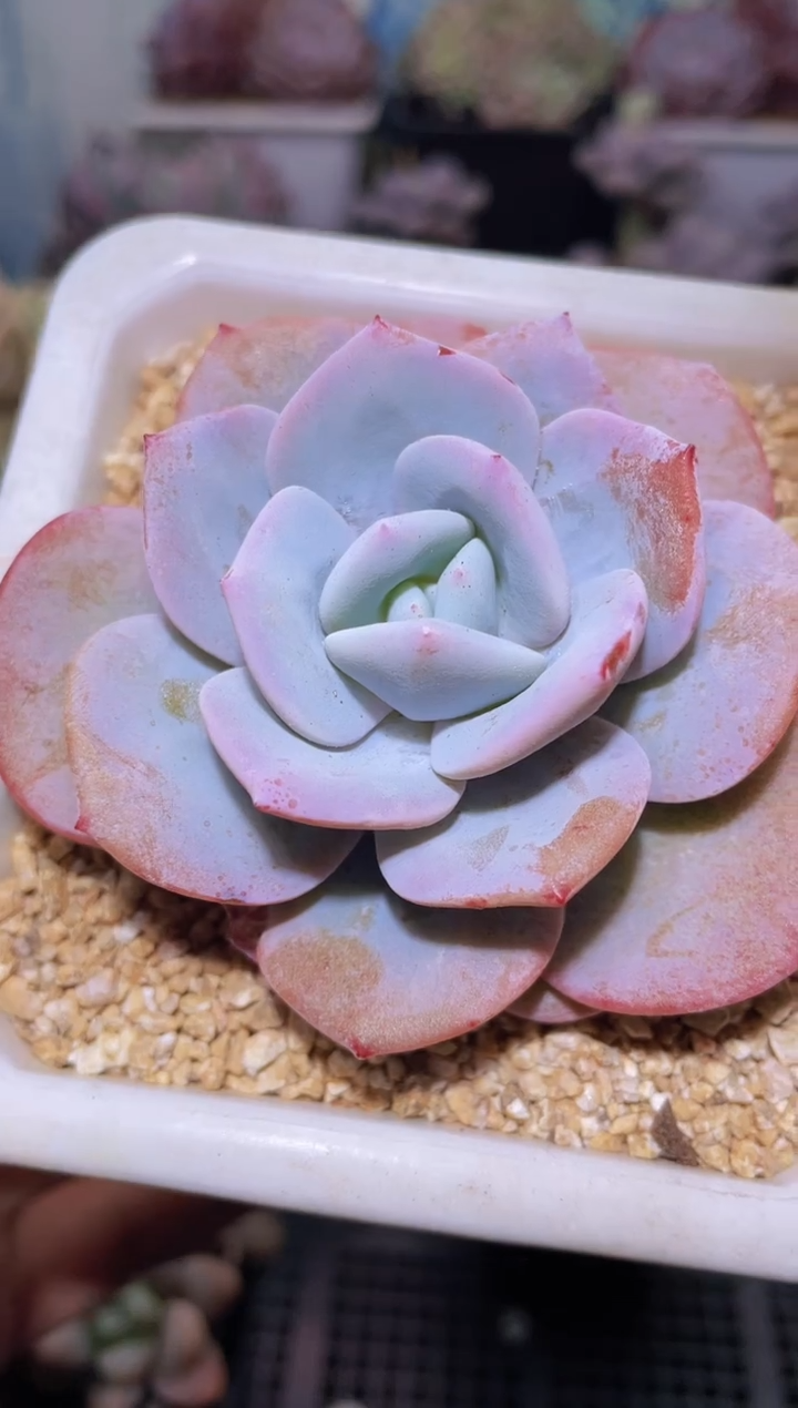 【闪购商品】209奶茶多肉