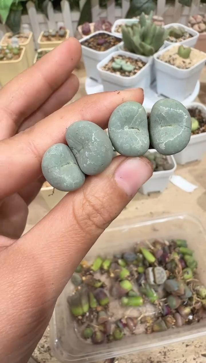 28-314多肉植物肉锥