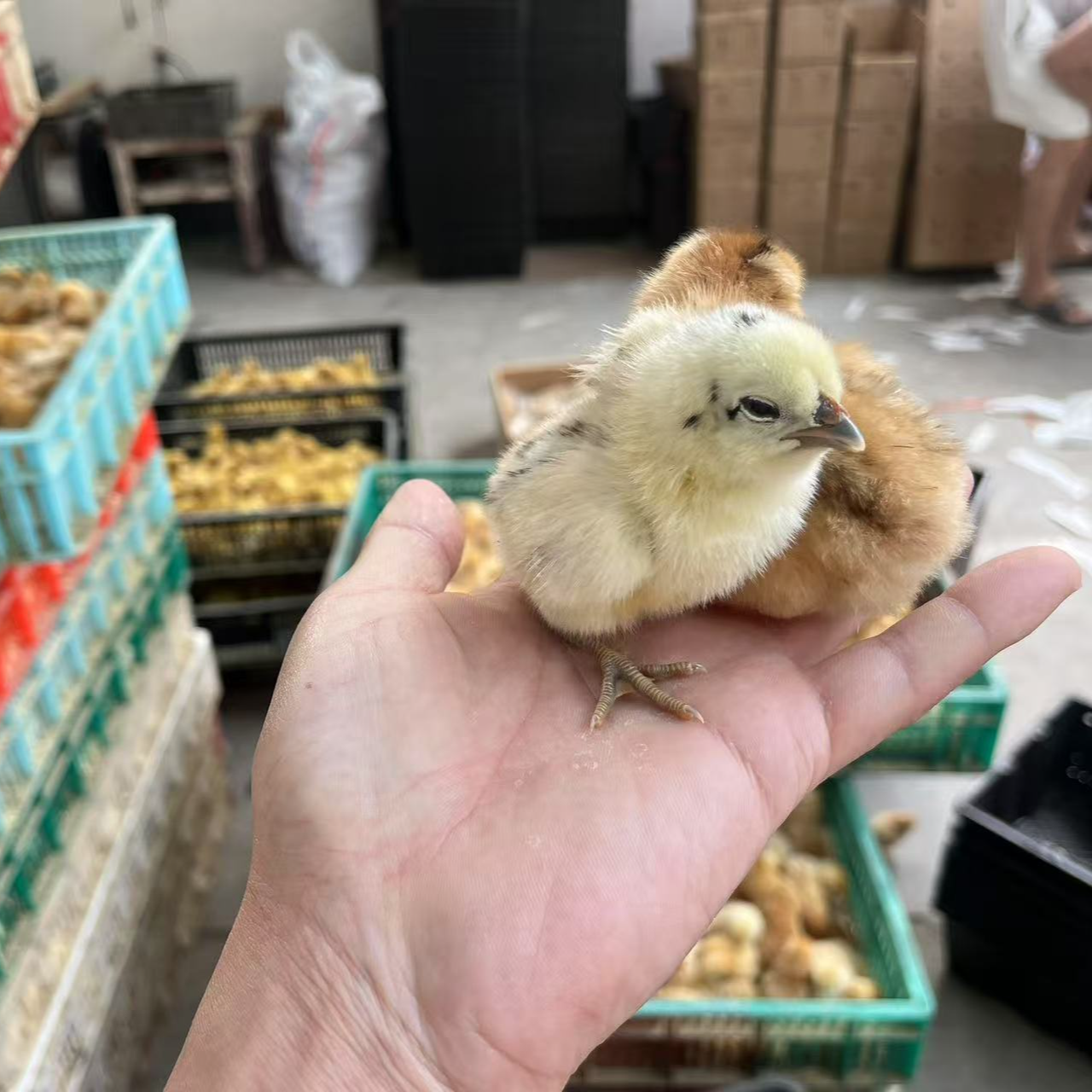 宠物单冠鹊山顺丰包邮到家