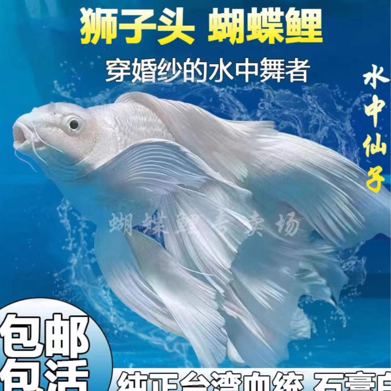 改价2-----专属蝴蝶鲤养殖发货好养饲养混养自家渔场顺丰包邮