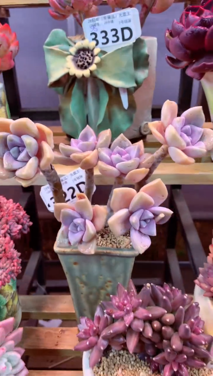 322D（一物一拍，精品多肉，w所见即所得 ）