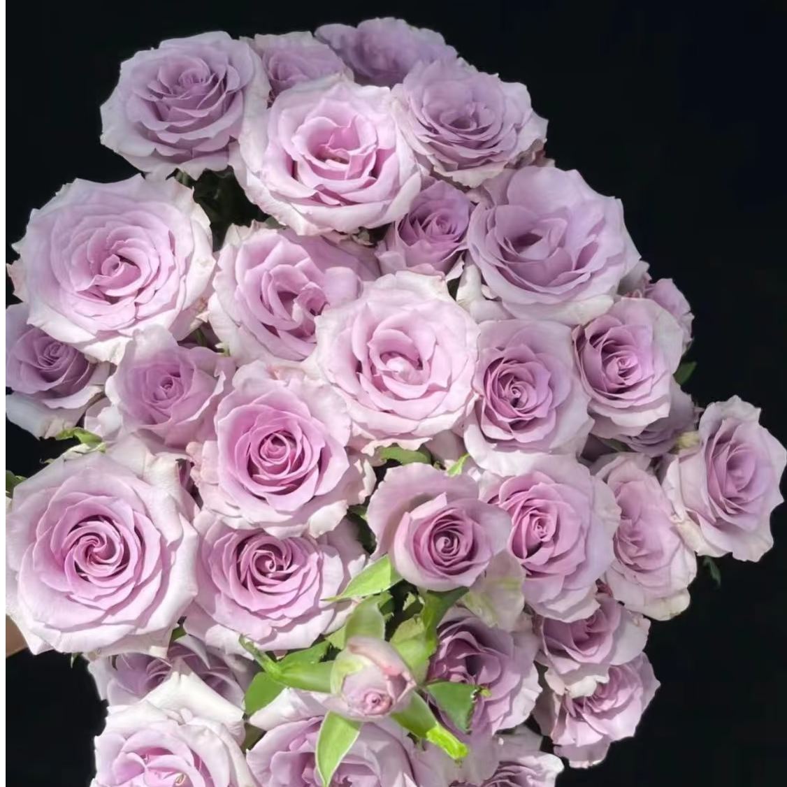 【九星蓝狐】云南斗南基地现采现发品质好九星蓝狐多头玫瑰10支