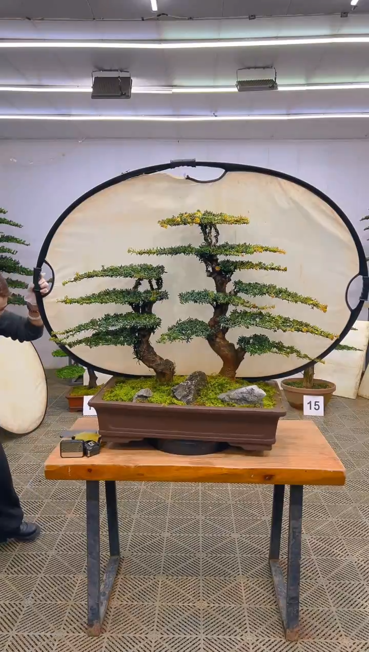 无花朵一物一拍一物一拍