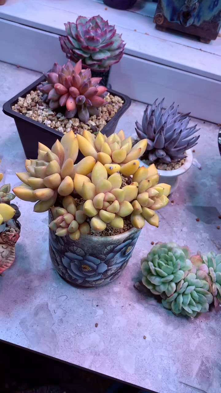 倪****师343M 带盆价 