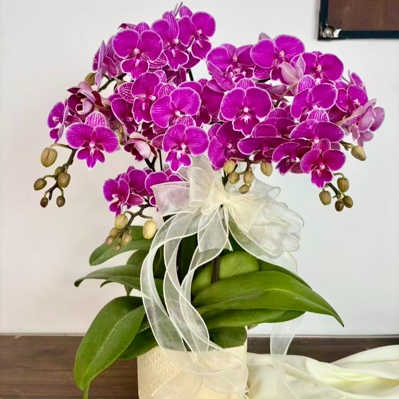 【红豆】紫红色系蝴蝶兰 年宵款 送人送礼佳品 