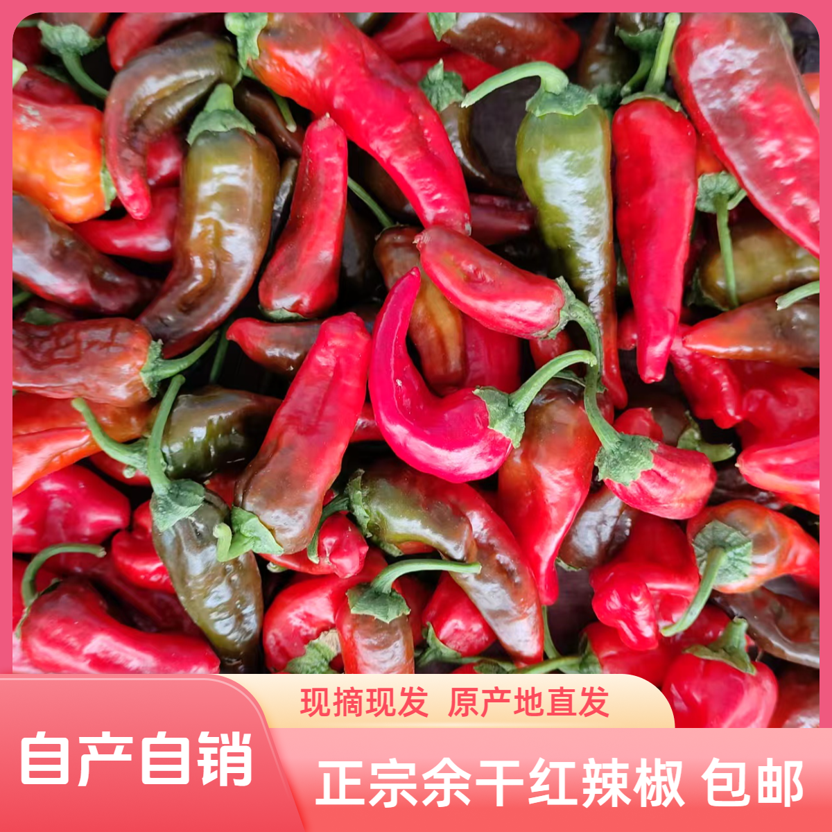 江西正宗余干红辣椒新鲜薄皮 现摘现发 原产地直发