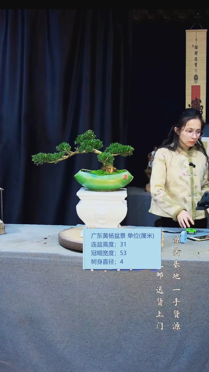 【闪购商品】雀舌黄杨盆景雀舌黄杨盆景