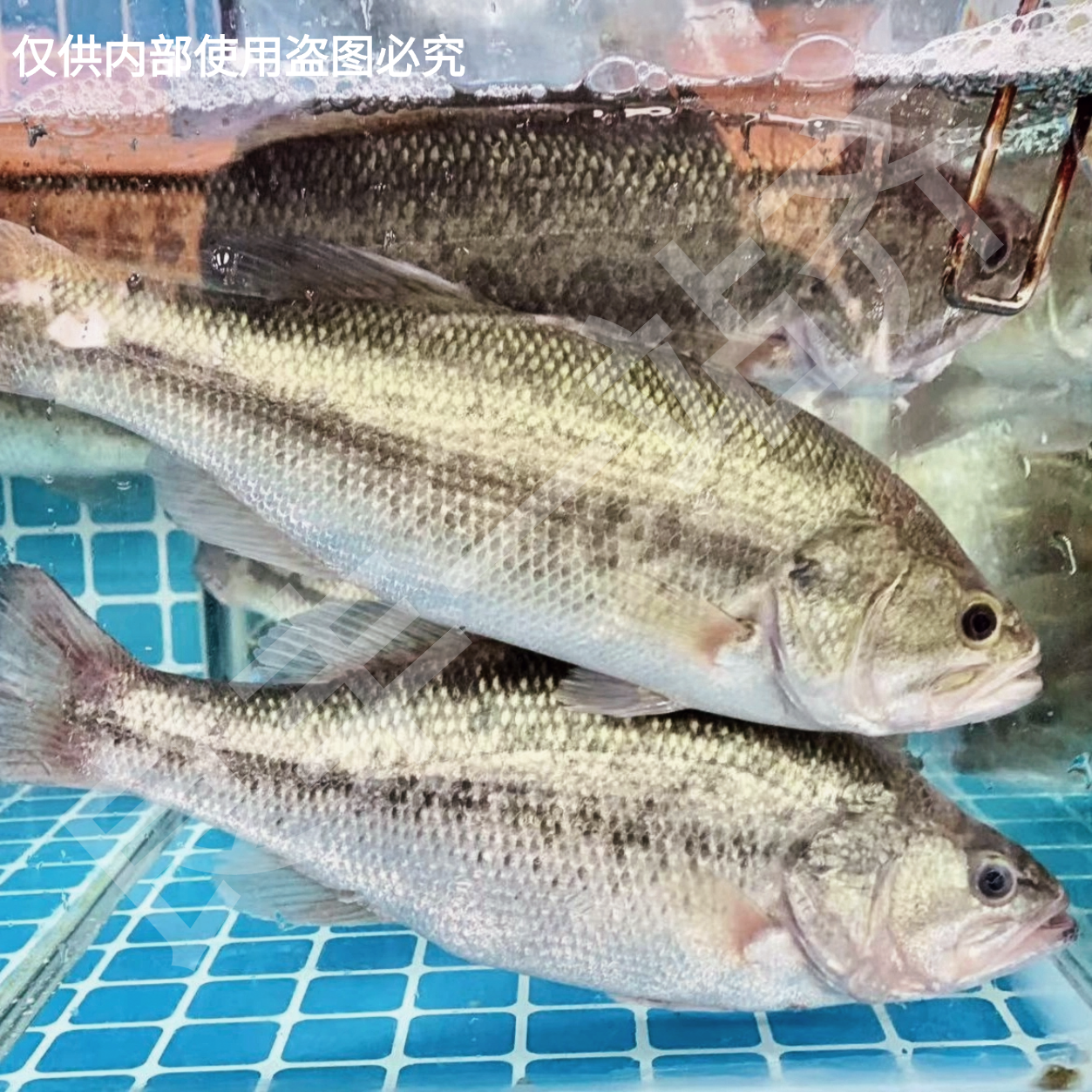 【鲈鱼】默认打氧配送  如需处理请备注