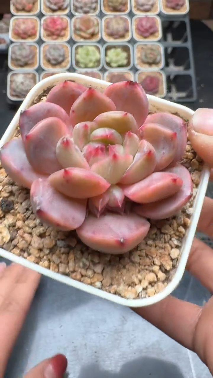 【闪购商品】947号珍妮多肉一物一拍3单包邮