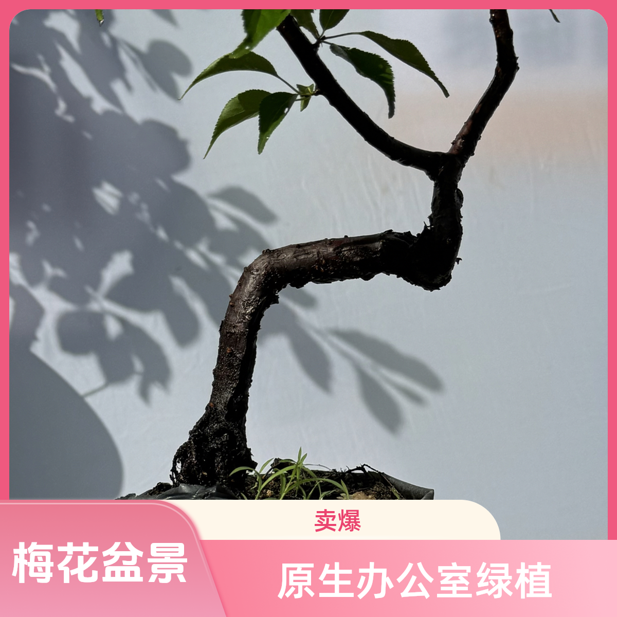 梅花盆景老桩原生小品耐寒